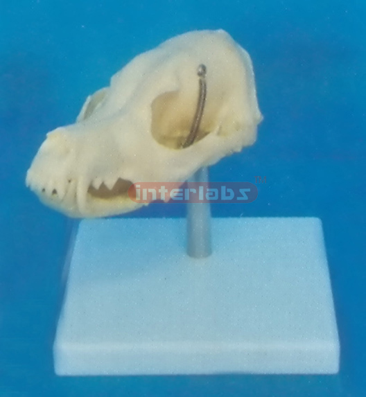 DOG SKULL MODEL WITH PLASTIC STAND